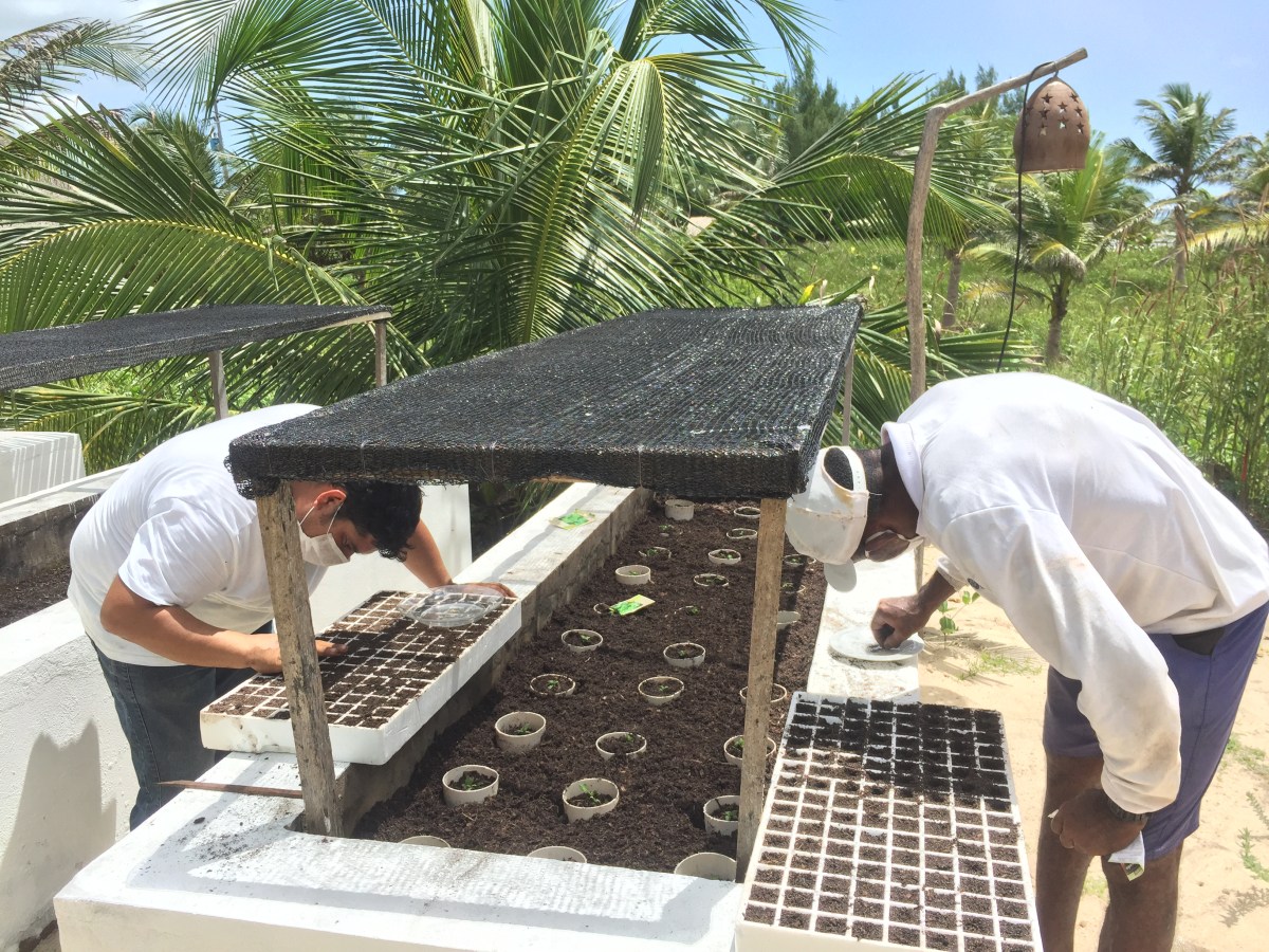 Plantar à Beira-Mar