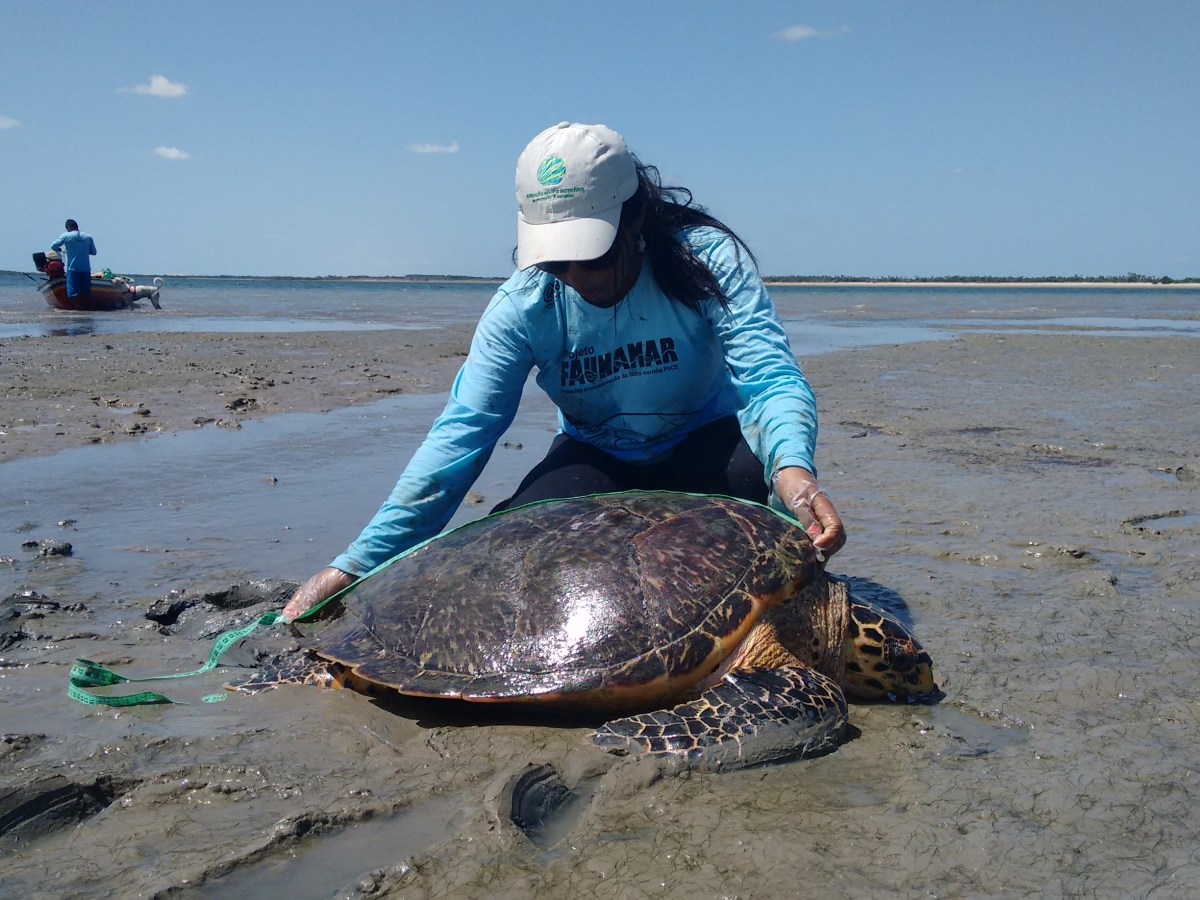 A Tartaruga-de-pente