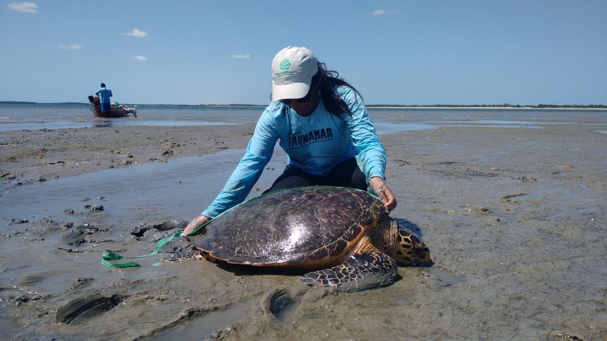 A Tartaruga-de-pente